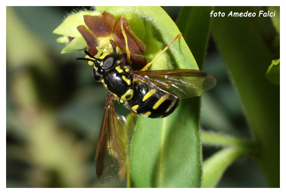 Chrysotoxum intermedium (Syrphidae) della Sicilia, conferma.